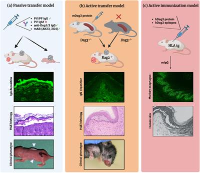 Mouse models of pemphigus: valuable tools to investigate pathomechanisms and novel therapeutic interventions